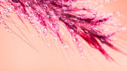 Drops of water on grass against a backdrop of orange, and Vignette.