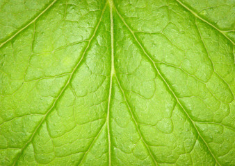 Fototapeta premium leaf texture