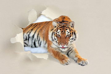 Tiger looking through a hole torn the paper