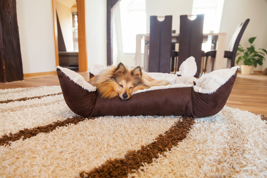 Sheltie sleep / Sheltie schl&auml;ft im Hundekorb