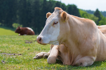 Liegende Kühe auf der Weide beim Wiederkäuen