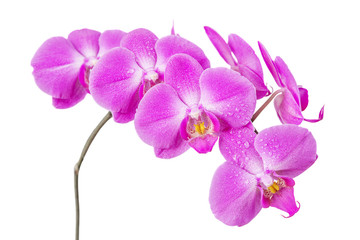 Obraz na płótnie Canvas Orchid isolated on white