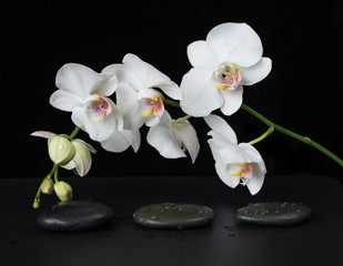 White Orchid on a black background - 103493491
