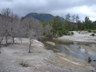 dry forest in the northern patagonia