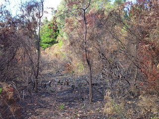 part of fire burn forest