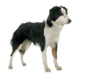 miniature australian shepherd