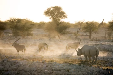 Crédence de cuisine en verre imprimé Rhinocéros Un rhinocéros noir dans le parc national d& 39 Etosha.