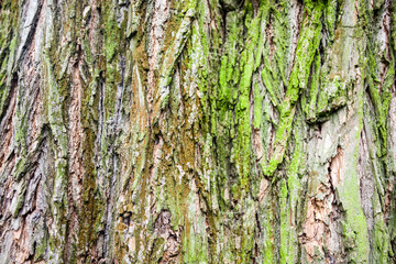 Close up of the tree bark with green moss