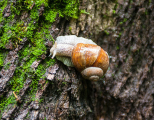 Land snail on the moss-grown tree bark
