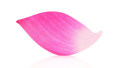 Lotus flower petal on white background