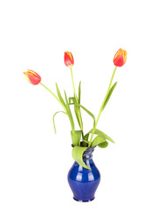 Tulips in a vase isolated on white
