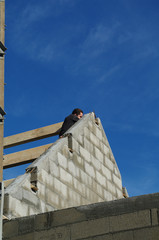 construction de maison individuelle - ouvrier