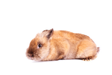 Shy rabbit isolated on white