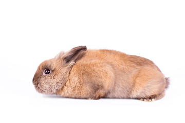 Shy rabbit isolated on white
