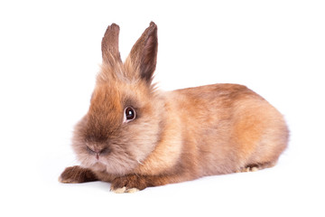 Obraz premium Brown rabbit isolated on white