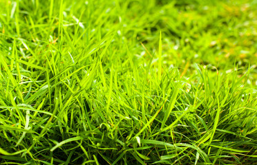 blurred of green grass in sun light morning or afternoon period