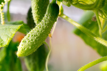 Cucumber with pimples growing in the garden