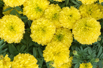 Yellow Marigolds Flower