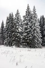 Obraz premium the fir-trees covered with fluffy snow