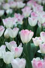 white tulip