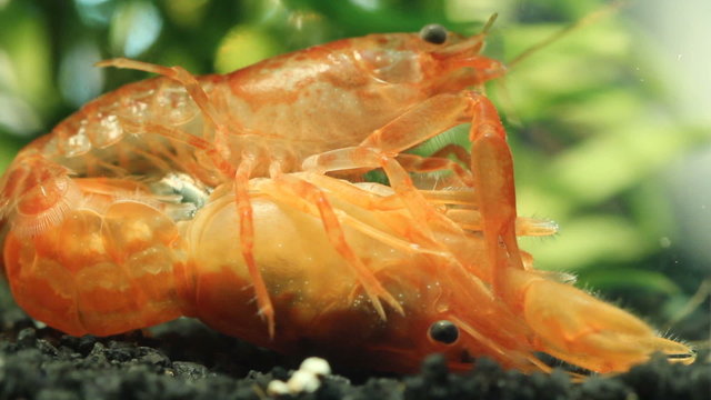 Mexican dwarf crayfish - Cambarellus genus mating and breeding in nano aquarium