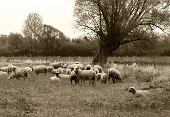 wypas owiec frajerów na łące - 103495254
