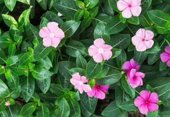 Catharanthus roseus pink flower