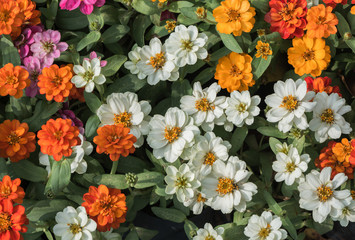 colorful of Zinnia flower