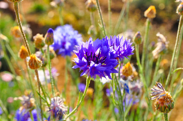 Cornflower - Blue ball