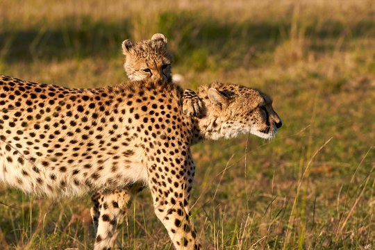 Mother Cheetah and Cubs