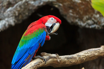 colorful macaw parrots at zoo