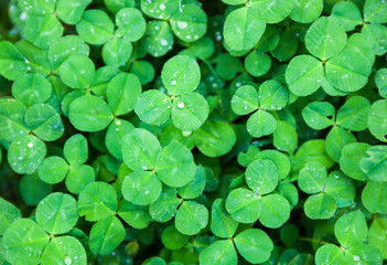 Green leaves of clover with drops of dew