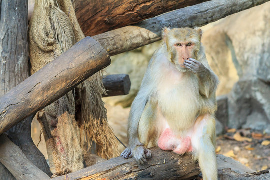 The rhesus macaque monkey (Macaca mulatta)