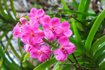 Beautiful Pink orchid flowers.