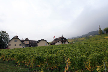 Szwajcarska wioska i winnica - obrazy, fototapety, plakaty