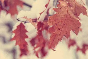 Oak leaves are covered with snow.