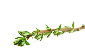 Delicate flowering willow branch on white background.