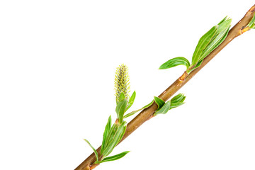 Delicate flowering willow branch.