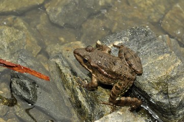 animal amphibian, frog on a rock