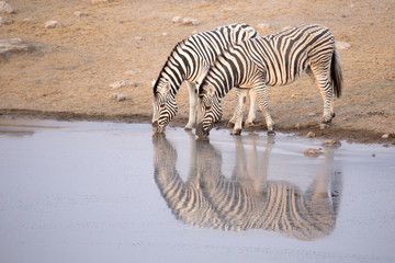 Fototapeta na wymiar Zebra drinking from a water hole