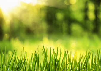 Fototapeta na wymiar Spring grass in sunlight 