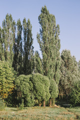  forest
