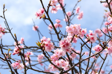 河津桜