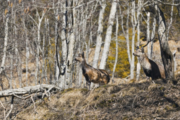 Deer in the reserve. Austrian Alps.