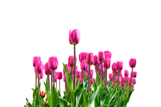 Bright fresh tulips isolated on white background.