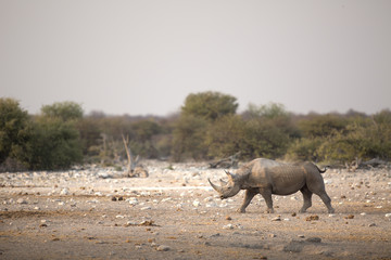 Naklejka premium A black rhino in Etosha National Park.