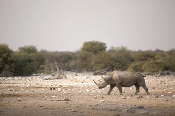 Papier Peint photo Lavable Rhinocéros Un rhinocéros noir dans le parc national d& 39 Etosha.