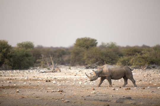 A black rhino in Etosha National Park.