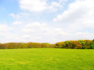 春の水元公園の林と草原風景