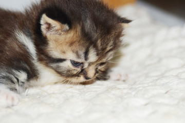 Obraz premium home pet and kitten